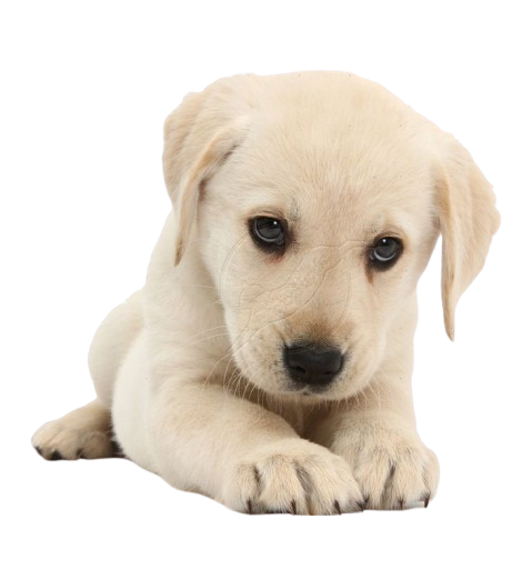 Puppy 1