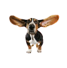 Puppy 2